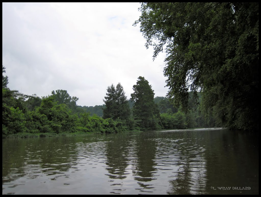 Cypress Creek (looking upstream) by L. Wray Dillard