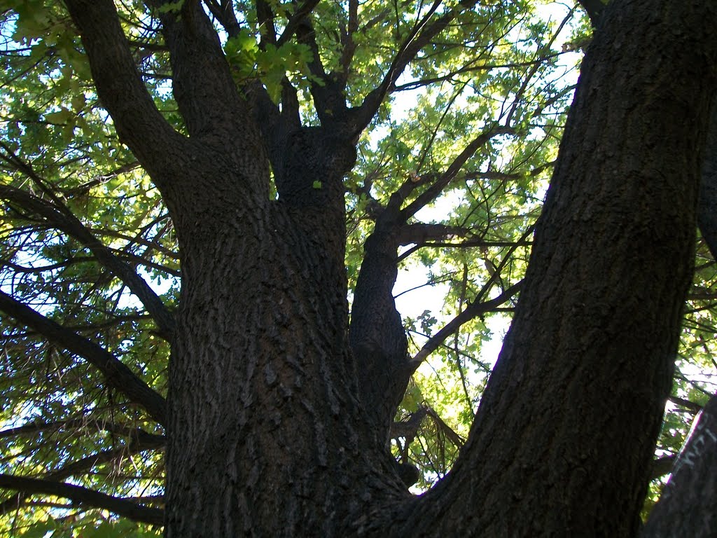 Parque Sarmiento by Maritornes