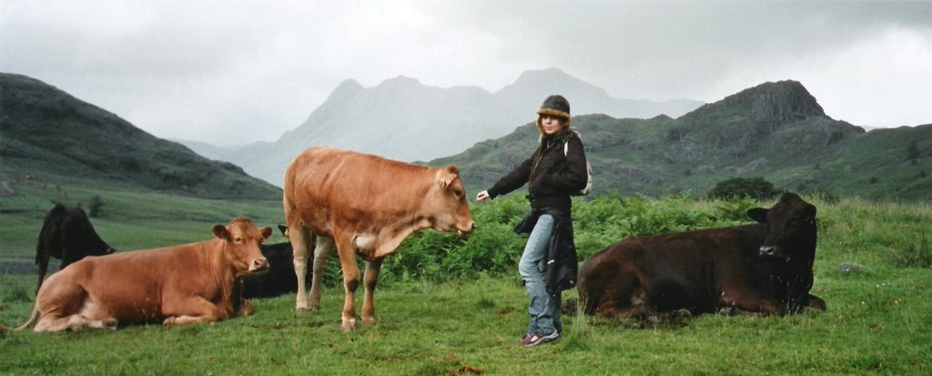 Langdale cows by Fad64