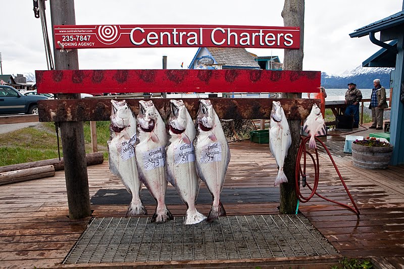 They Come Just For The Halibut! by Bob Engelbart