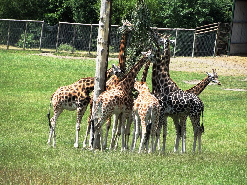 Rothschild Giraffe at Longleat Safari Park by G Lokey