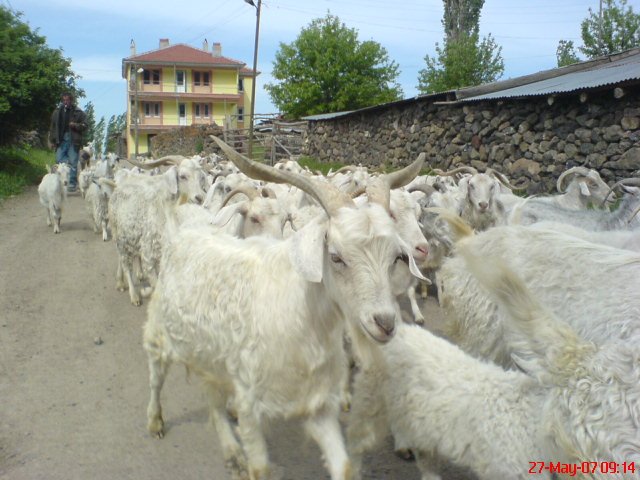 Köy oLurda Keçi oLmazmı :) by Efend