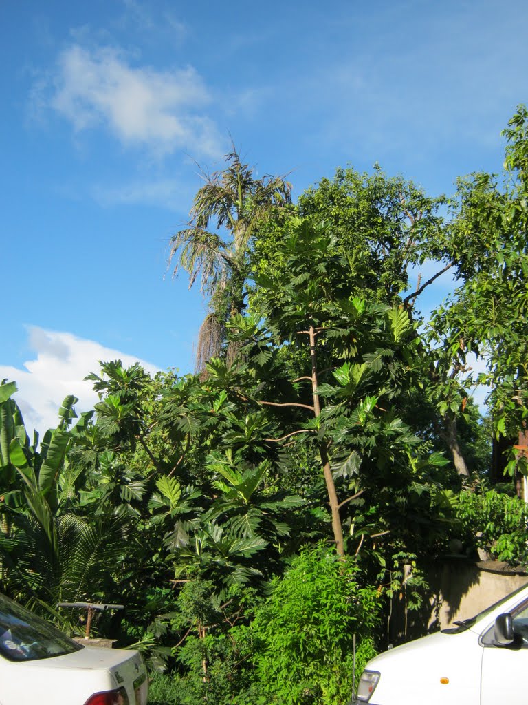 Kithul Tree at the back side (பின்னணியில் கித்துள் மரம்) by Umapathy