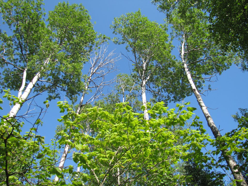 Devils Kettle Trail Aspen Grove by Chris Sanfino