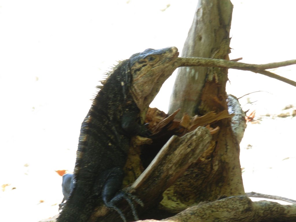 Leguana At Manuel Antonio N.P. by Paul IJpelaar