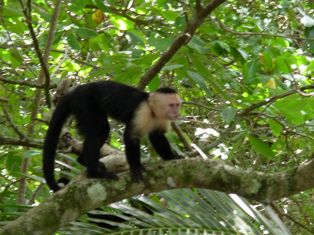 Monkey at the beach looking for lunch by Paul IJpelaar