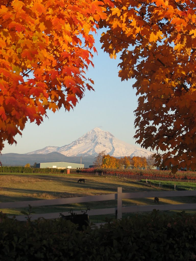 Mt Hood Fall Beauty by jeannemor