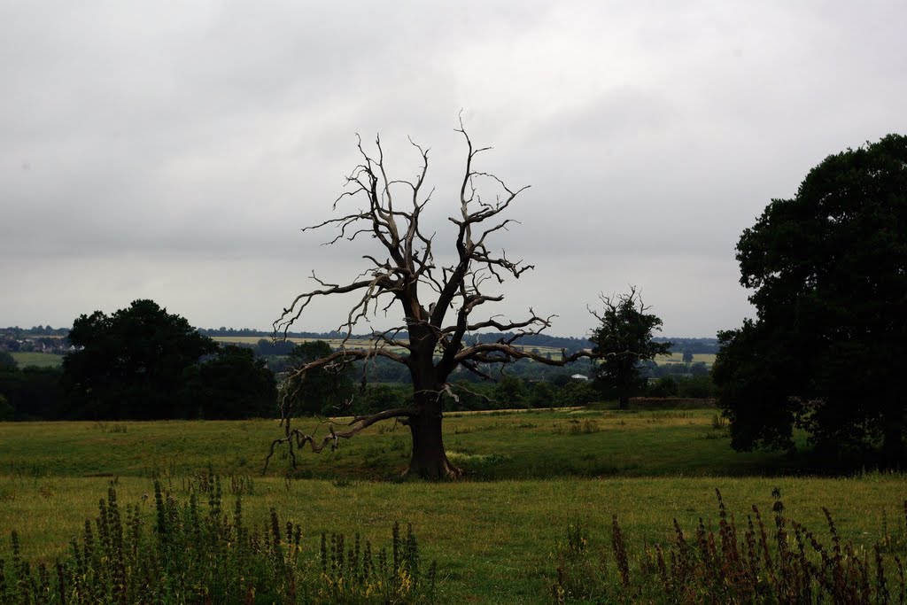 Dead tree by panda273