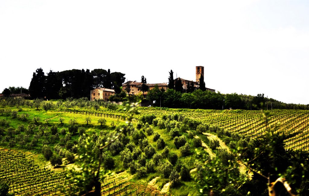 Toscana - San Gimignano - Vinhedos by Francisco Carlos Broda