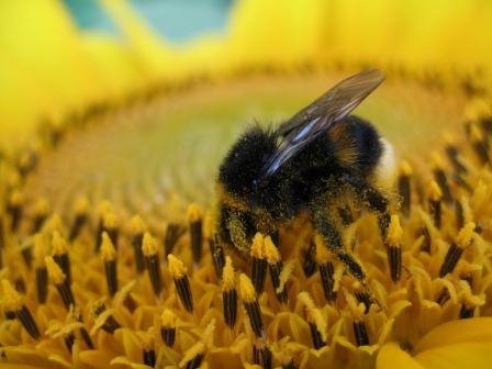 sunflower & the bug by K.Csaba