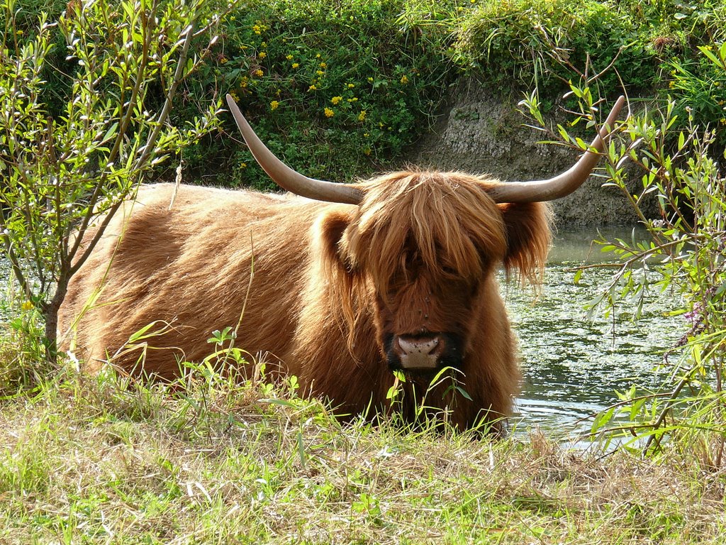 Cow of Highland by Denis Goujon