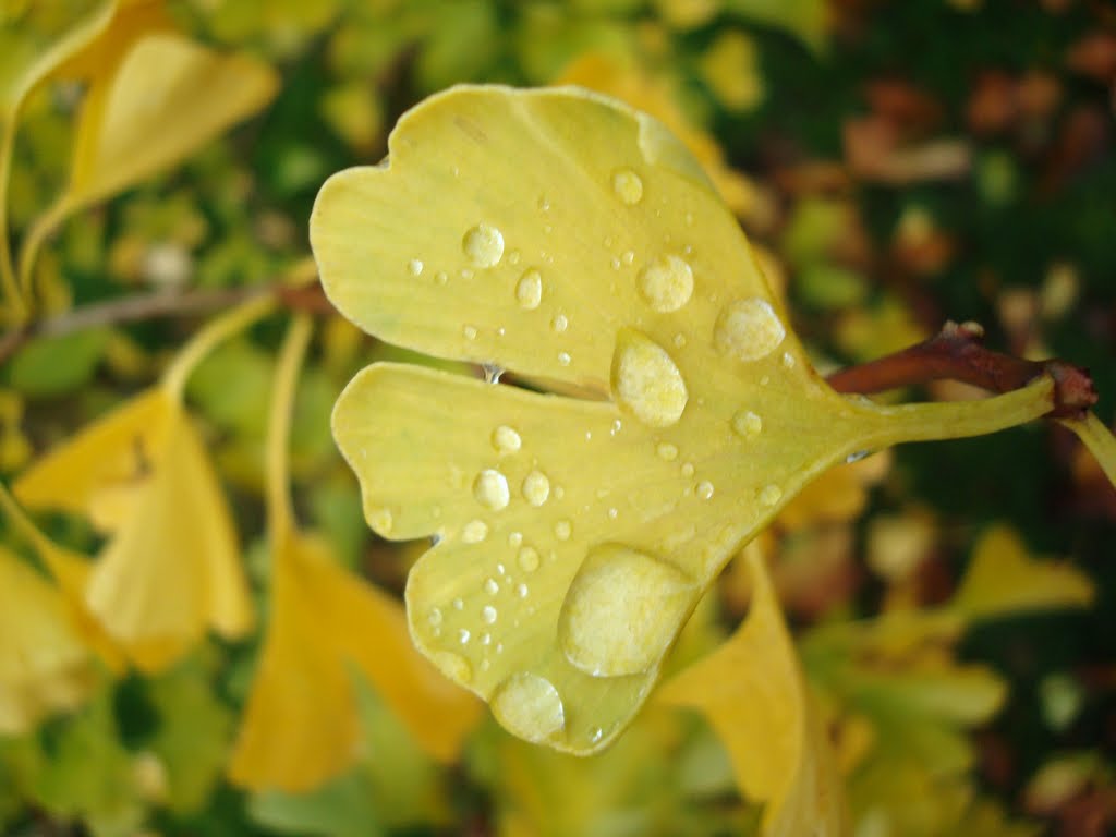 Regndråber på "Ginko biloba" by K. H. Johansen