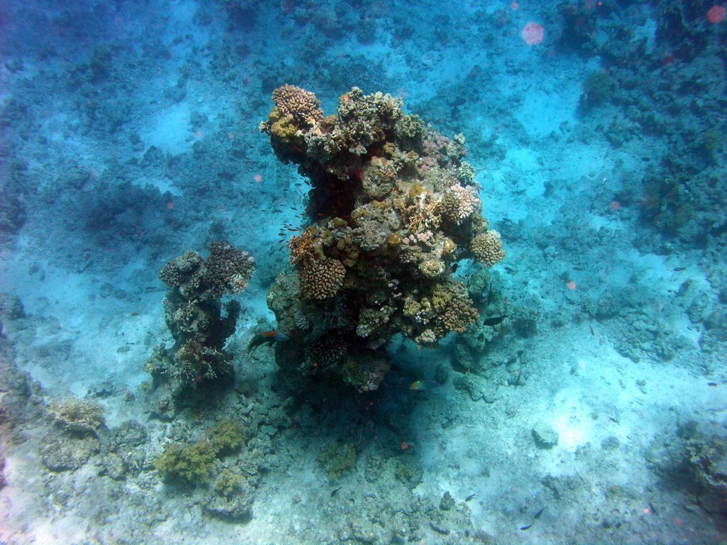 Coral Beach Tiran (Underwater) by ENDesign