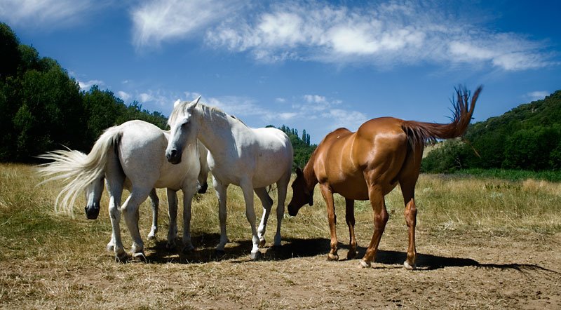 Caballos al sol by Jambuling