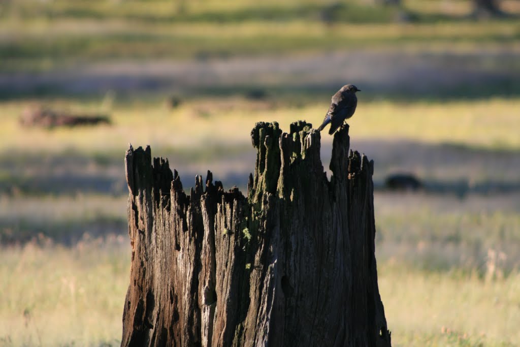 Bird on Stump by DesertRon