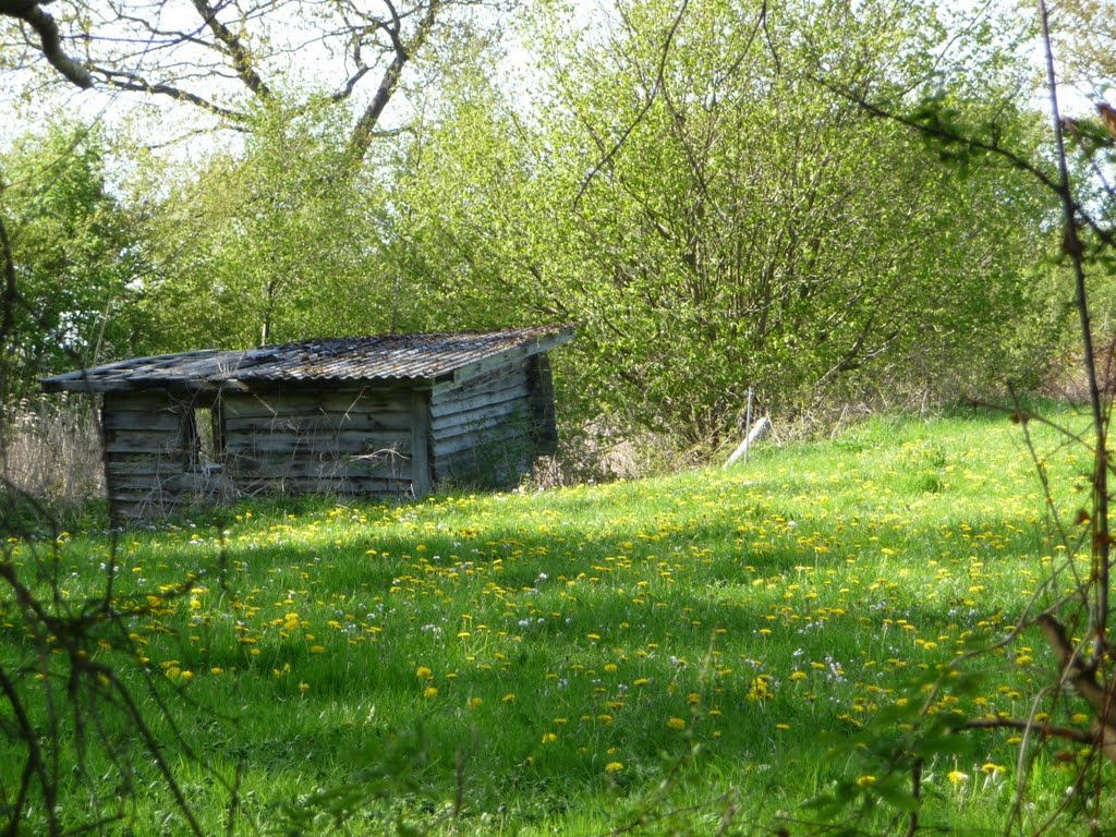 Hütte bei Schwabstedt - Frühling by lothar-w