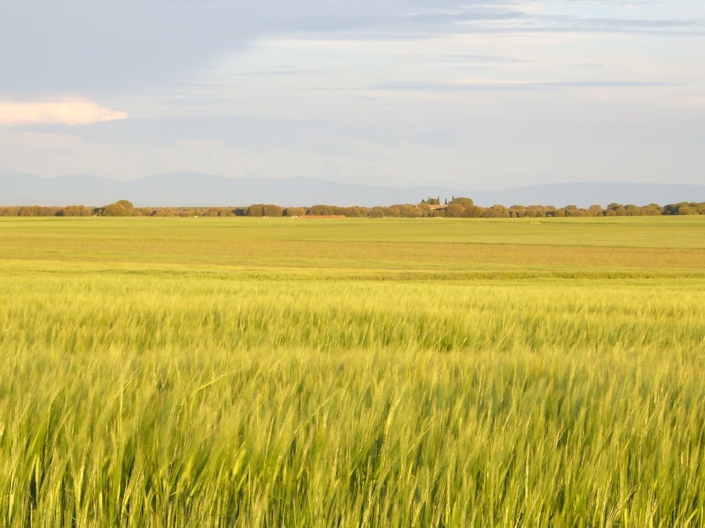 Campos de Castilla by Gerard Cuevas