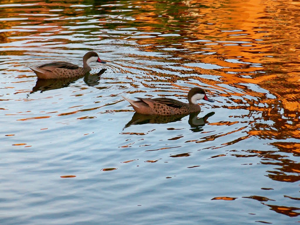 Aves do Caribe by Bety Cardoso