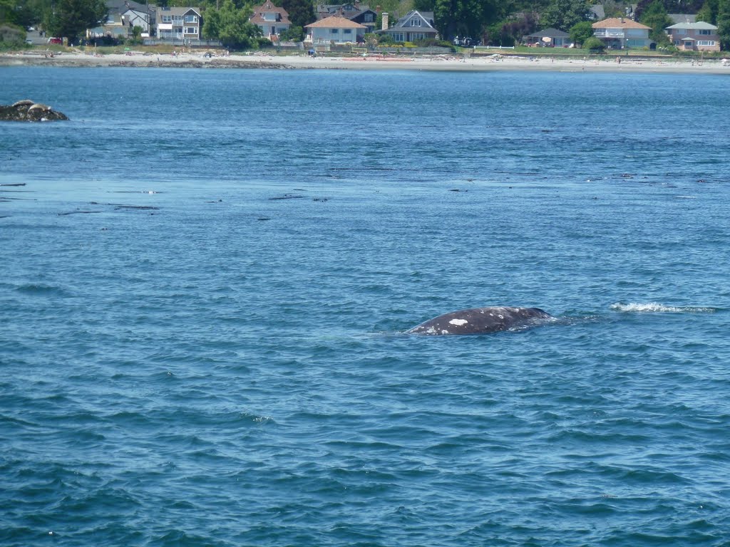 Ballena by antotemo