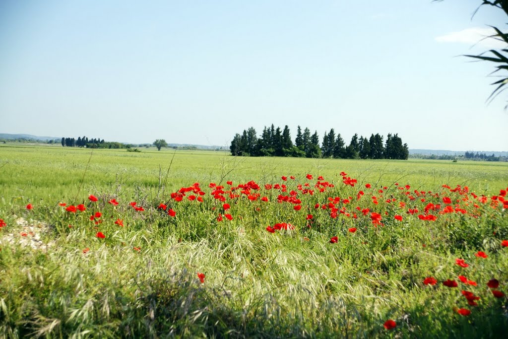 Coquelicot et Champs de Blé by guillaumpascal