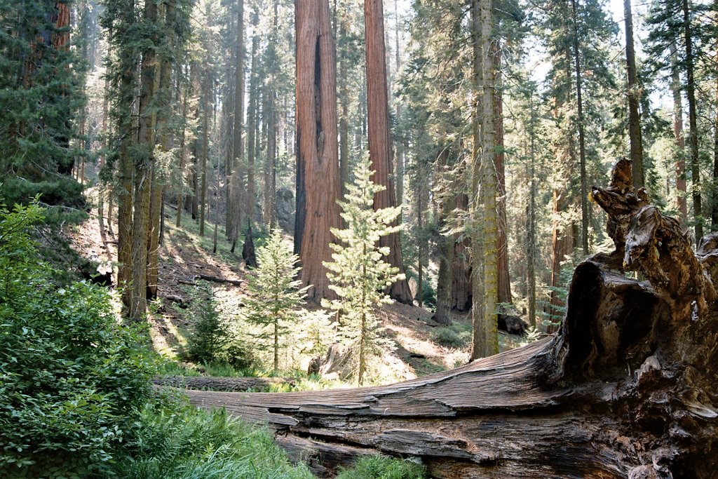 SEQUOIA NP4 by magabri75