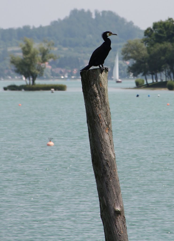 Kormoran auf dem Dalben (Phalacrocorax carbo) by LadyCG