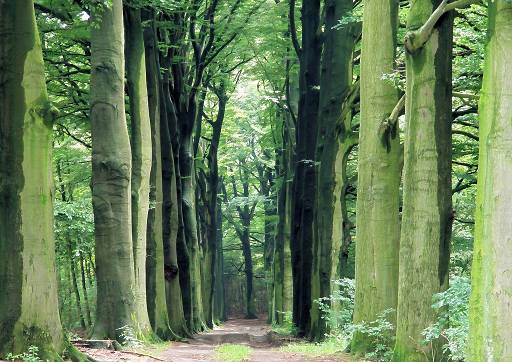 Ruurlose allee near Laag-Keppel by Fred van Daalen