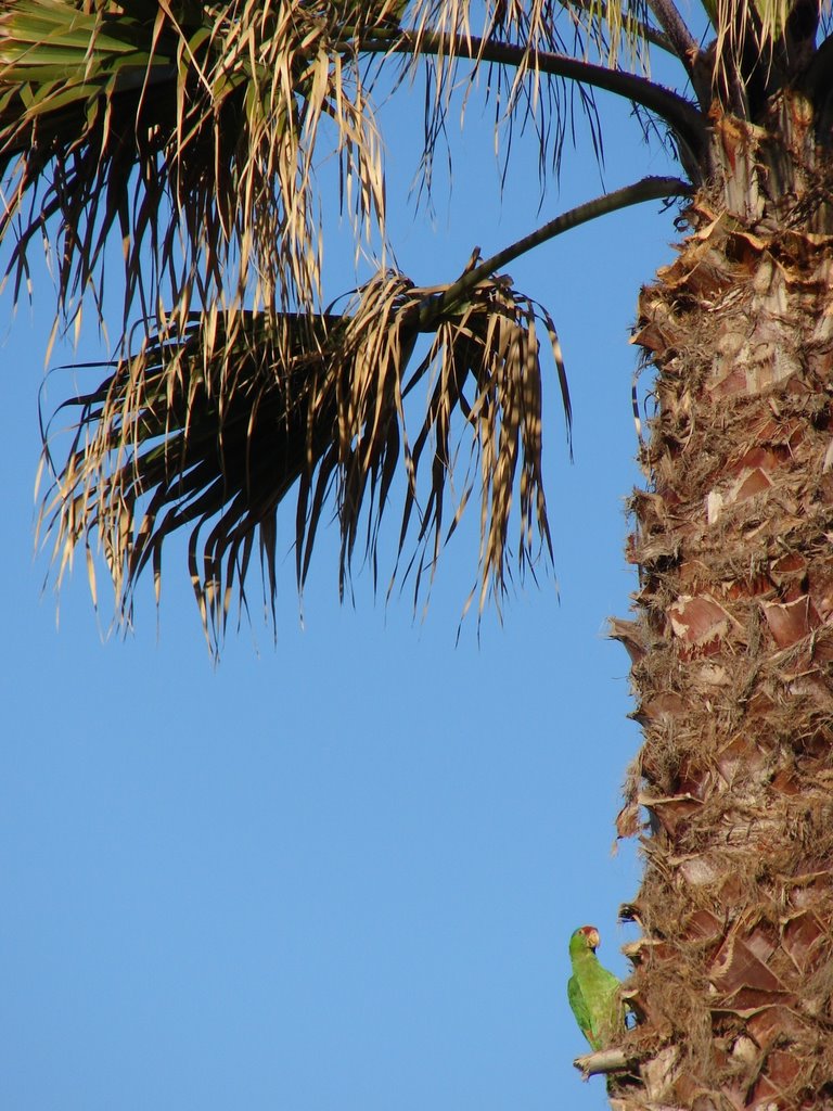 Parrot on Niagara by j cornell