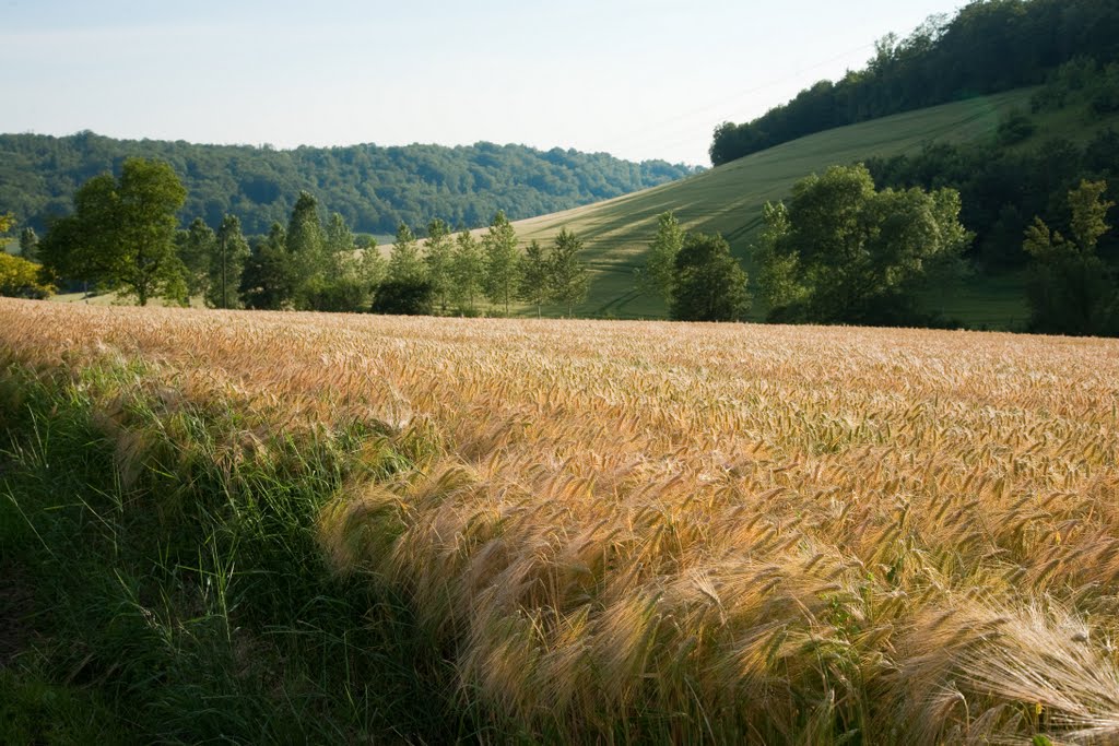 Champ de céréale, vaux la petite by Cyril Auboin