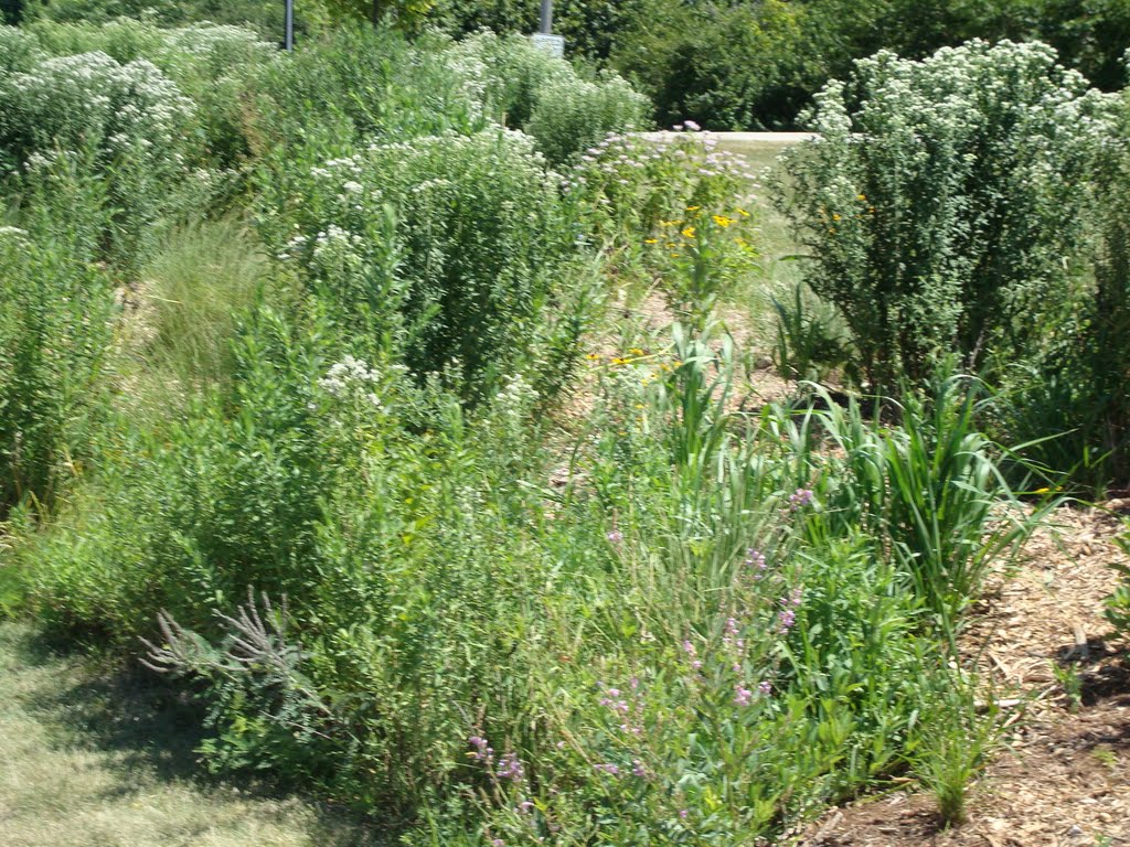 Cerny Park- Wildflowers along the perimeter by S. Garapolo