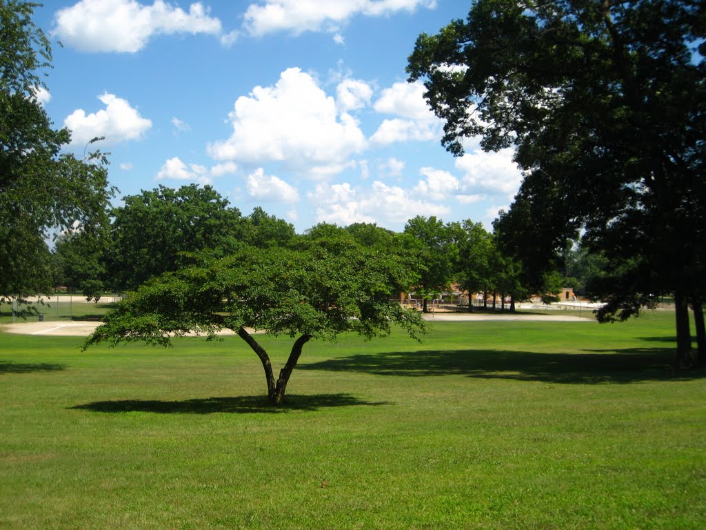 Looking out towards the baseball fields beyond the tree by janalee