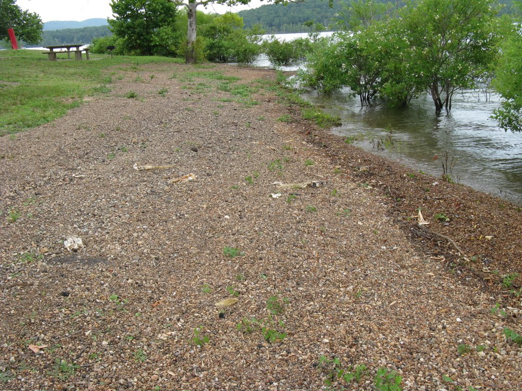 Table Rock Lake Shoreline by swansojj