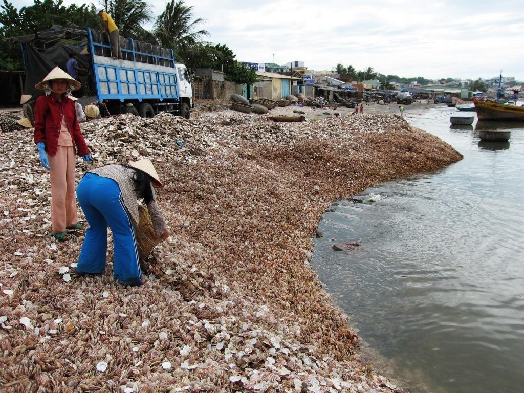 Skallop Shells, Mui Ne, Vietnam. by Finnbar