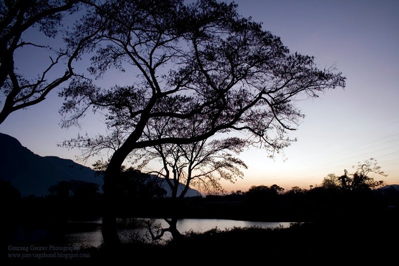 FOREST - Masinagudi, Muddumalai, Tamilnadu, India by JustVagabond