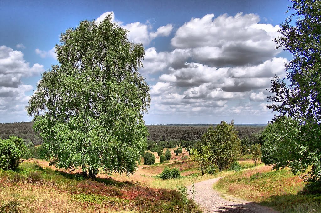 Blick zurück nach Undeloh by Don111