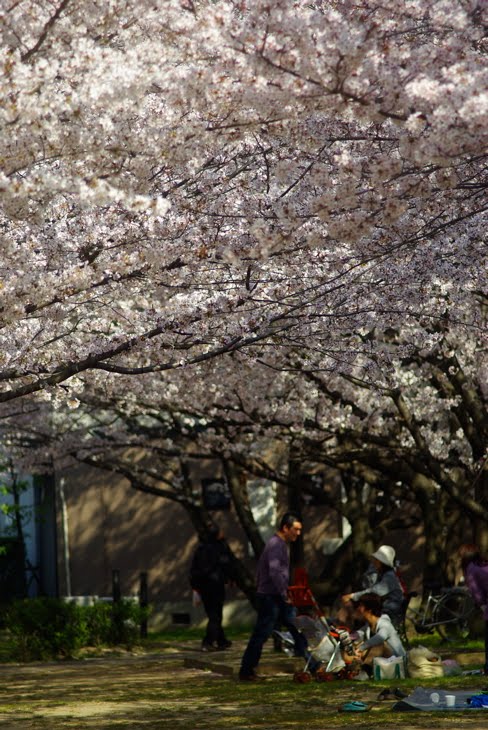 SAKURA by Kenjiro_pf