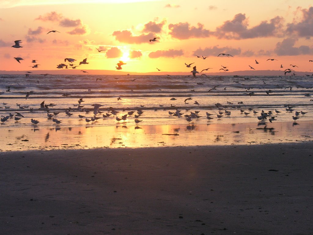 Seaguls, sunset, St Anne la Palud/K.G. by Koene G. de Boer