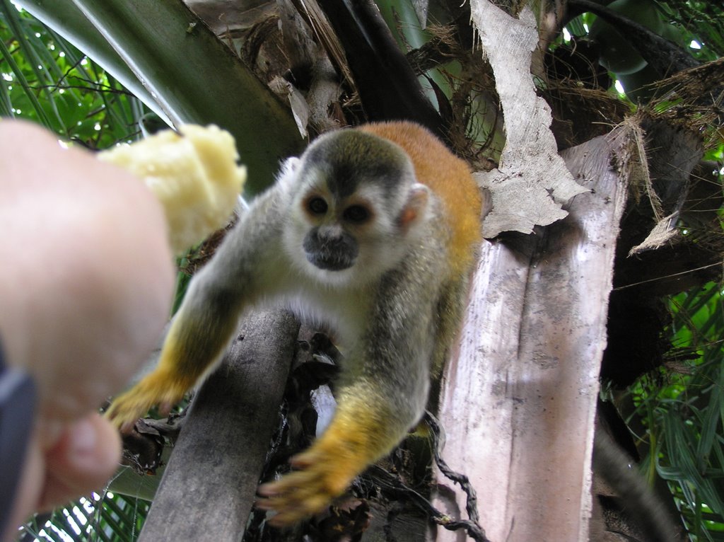 Going nuts for bananas at Karahe Hotel by RK9999