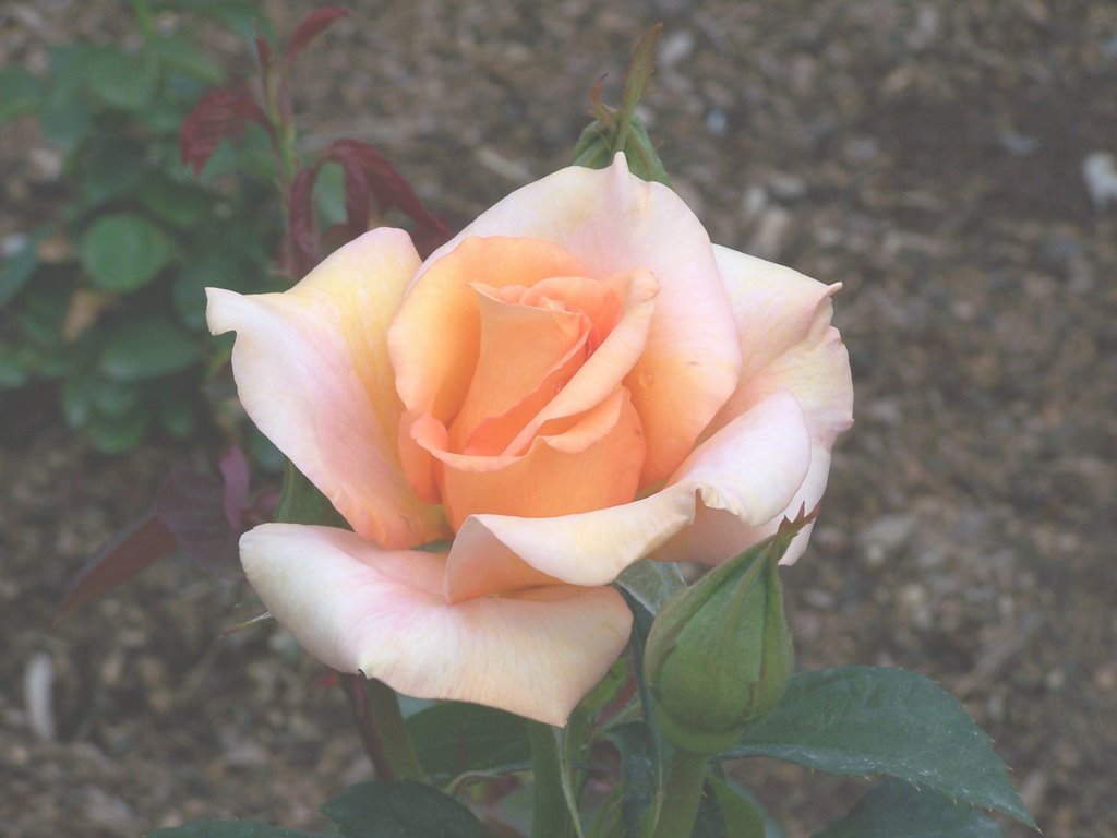 A Rose in Chicago Botanic Garden by ssartain