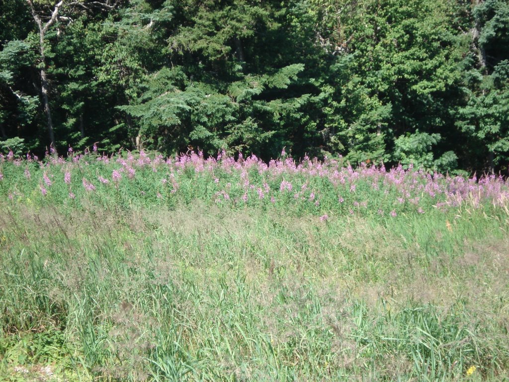 Wildflower on Mt. Snow by calover123