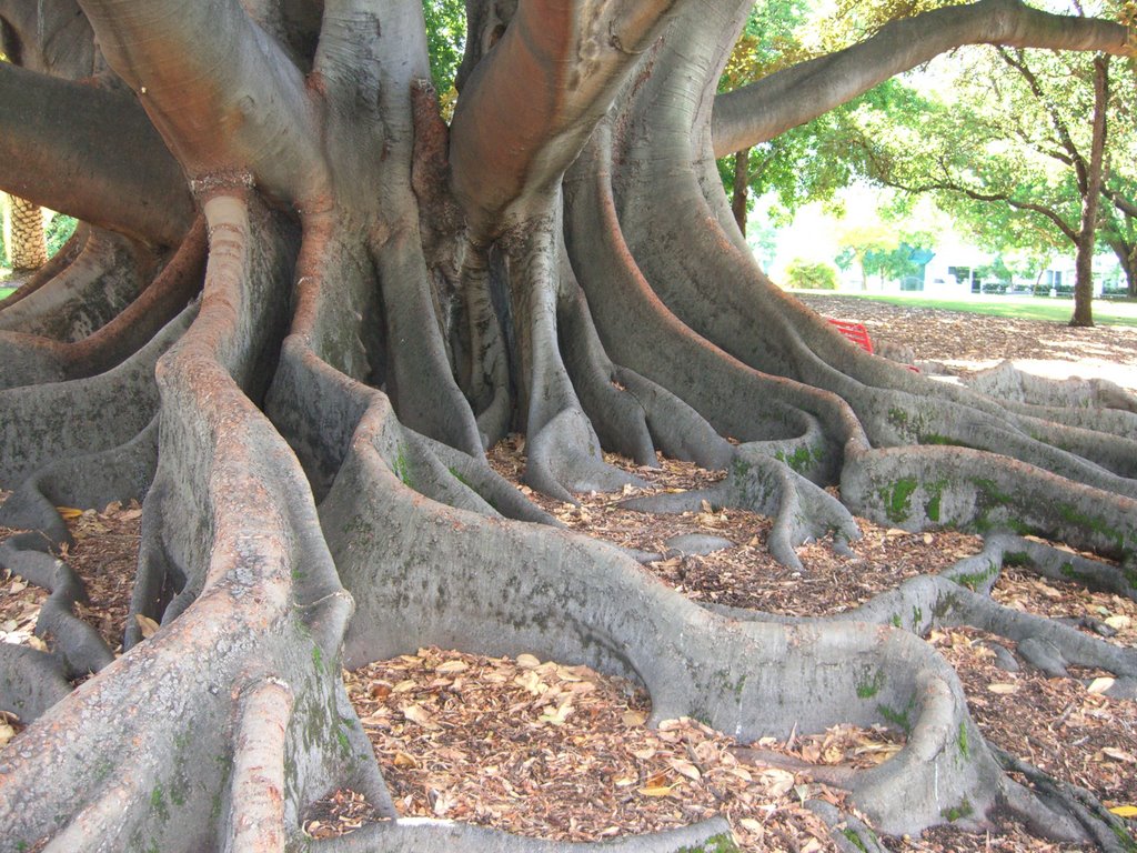 Old Man Moreton Bay Fig - King's Park by fozzieb