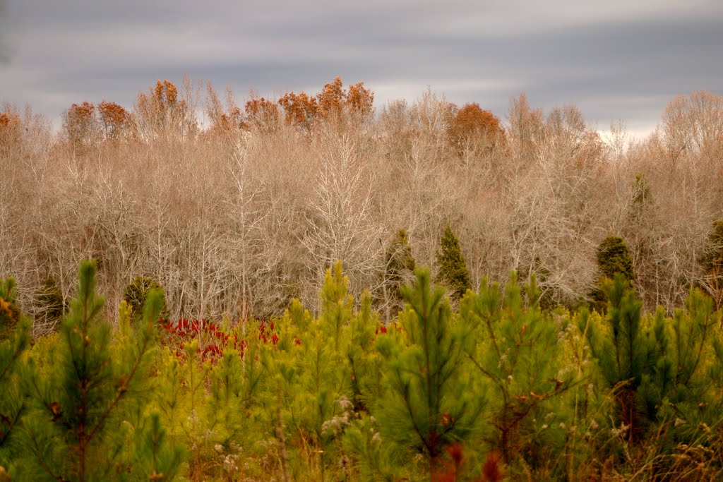 Bands of Trees by L. Wray Dillard