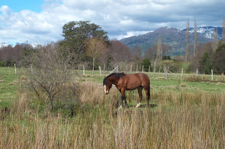 Caballo en Malalcahuello by Pablo Inostroza