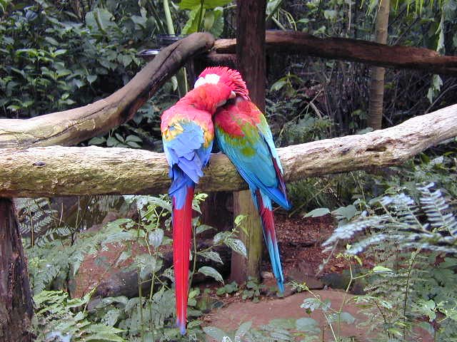 Parrots - Parque das aves - 06 jul 01 by claudio giorgi