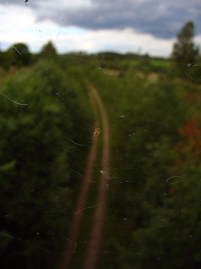 View to the former railroad embankment in Arechava village from the spider's web by Andrej Kuźniečyk