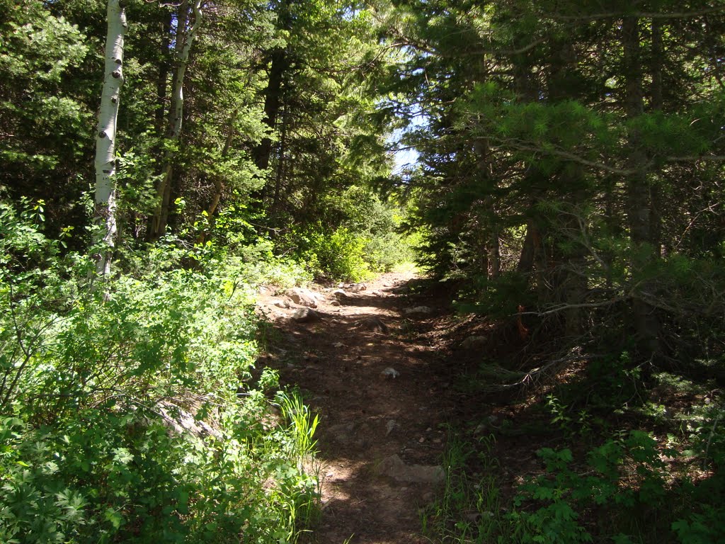 Lamb's Canyon Trail Head, Utah by A J Butler