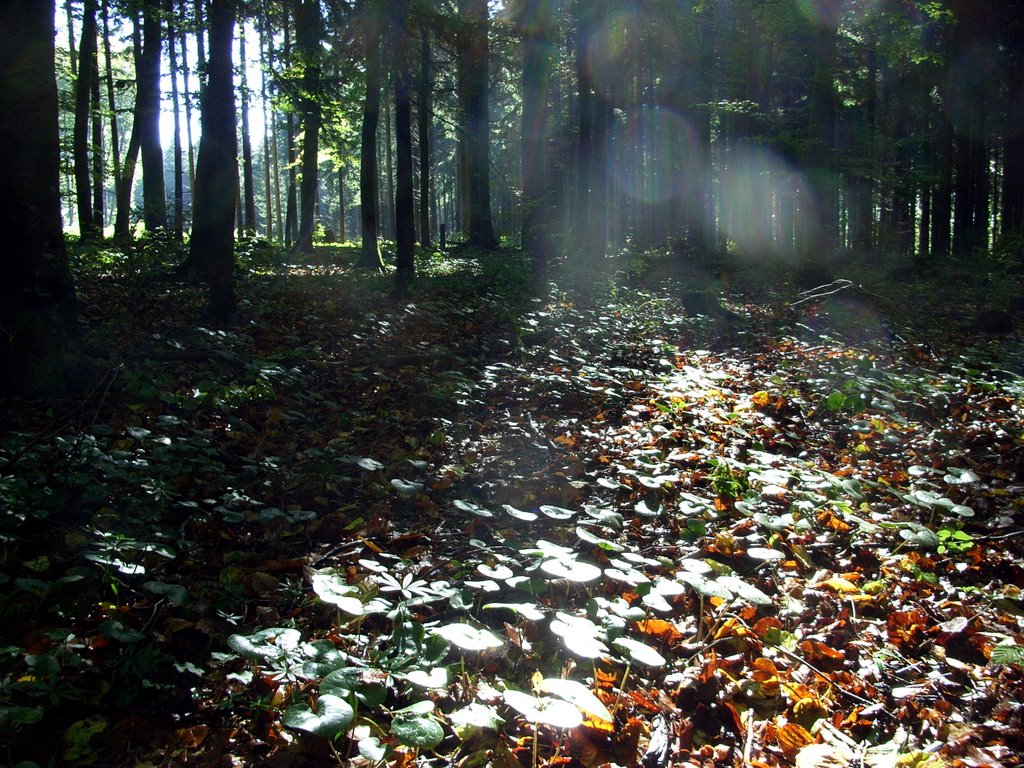 Im Wald der Schwäbischen Alb bei Geislingen/Steige by Haselberger