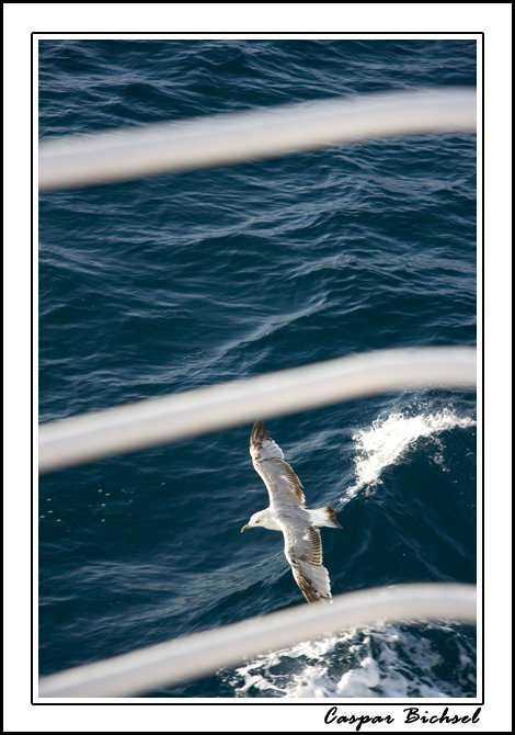 Seagull playing around the SAOS Ferry (Greece 2007) by Caspar Bichsel