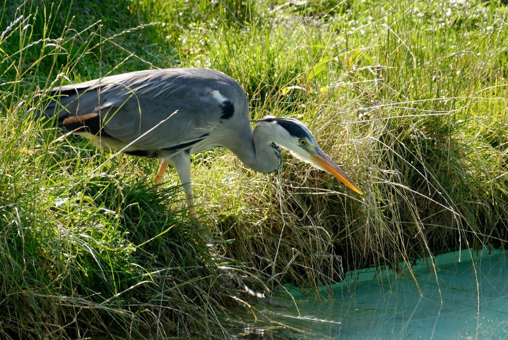 Zoo Krefeld by Guenni (wallsound)