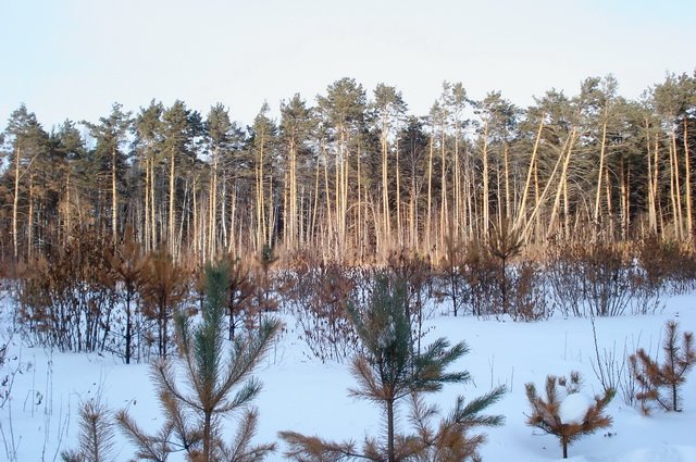 Tsentralnyy rayon, Chelyabinsk, Chelyabinskaya oblast', Russia by pano graph